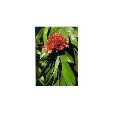 Ashoka Powder