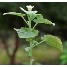 Bala Powder