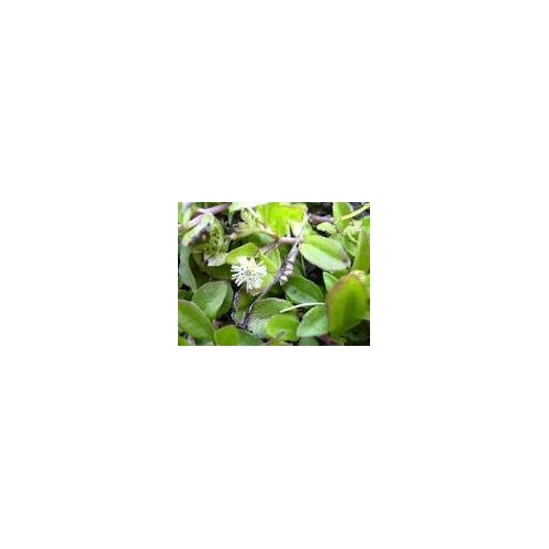 Bhringraj Powder