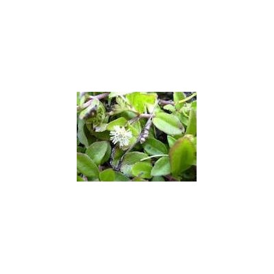 Bhringraj Powder