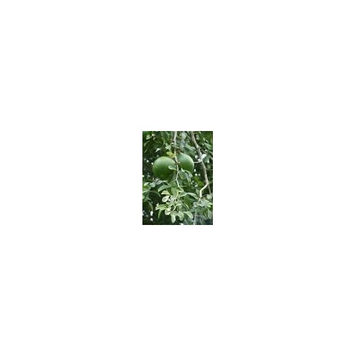 Bilva Powder