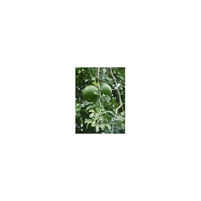 Bilva Powder