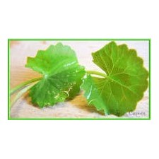 Brahmi Powder