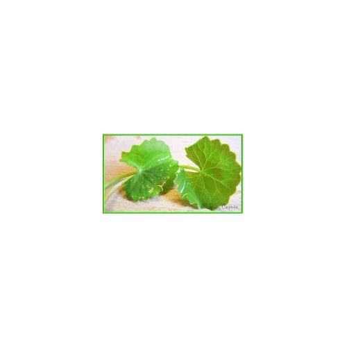 Brahmi Powder
