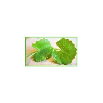 Brahmi Powder
