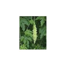 Karela Powder