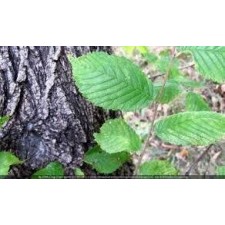 Amla Powder