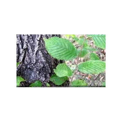 Amla Powder