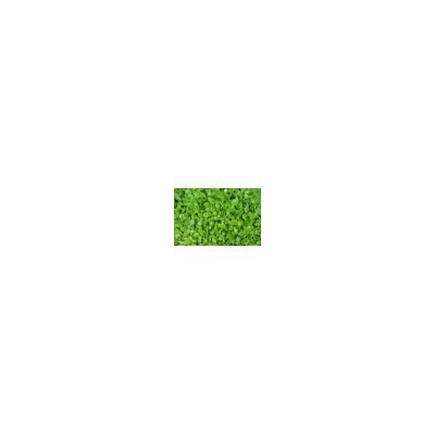 Gotu Kola  Cut (not Powder)