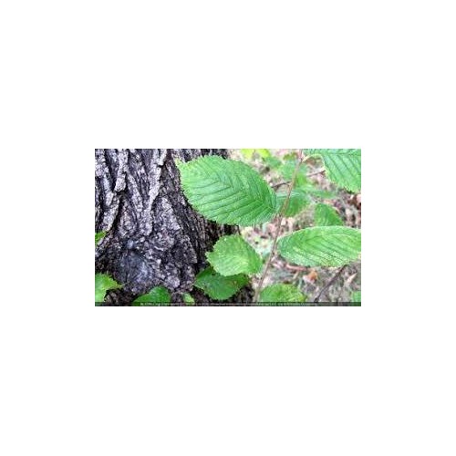 Slippery Elm 50g Powder